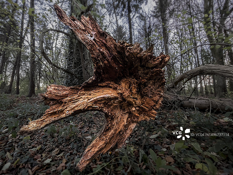 展开的树根图片素材