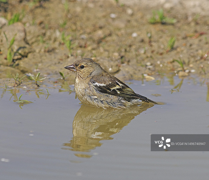 苍头燕雀图片素材