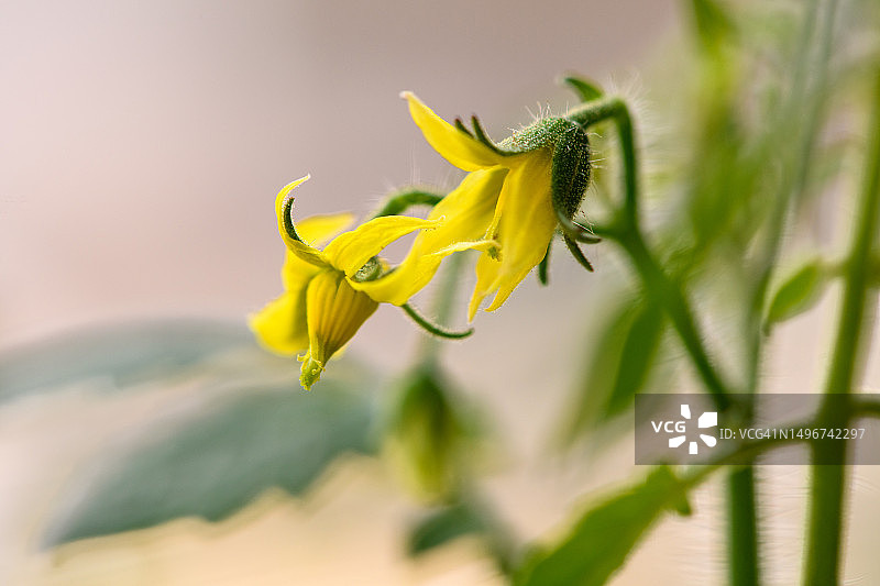 番茄叶和花图片素材