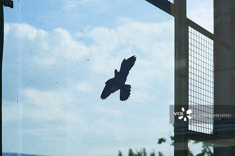 防止鸟类撞击玻璃的猛禽贴纸的侧视图，背景是天空图片素材