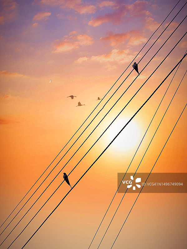 电线上的鸟类图片素材