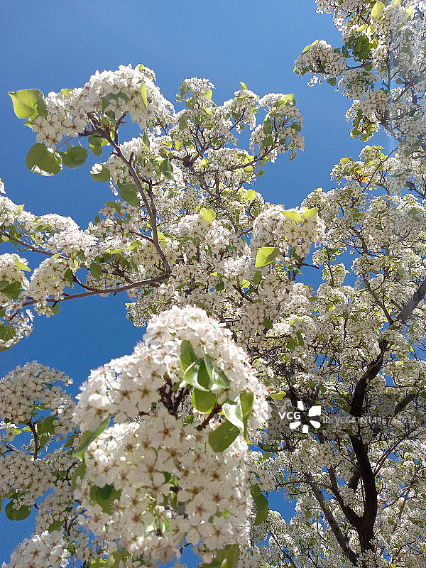 神圣之树图片素材