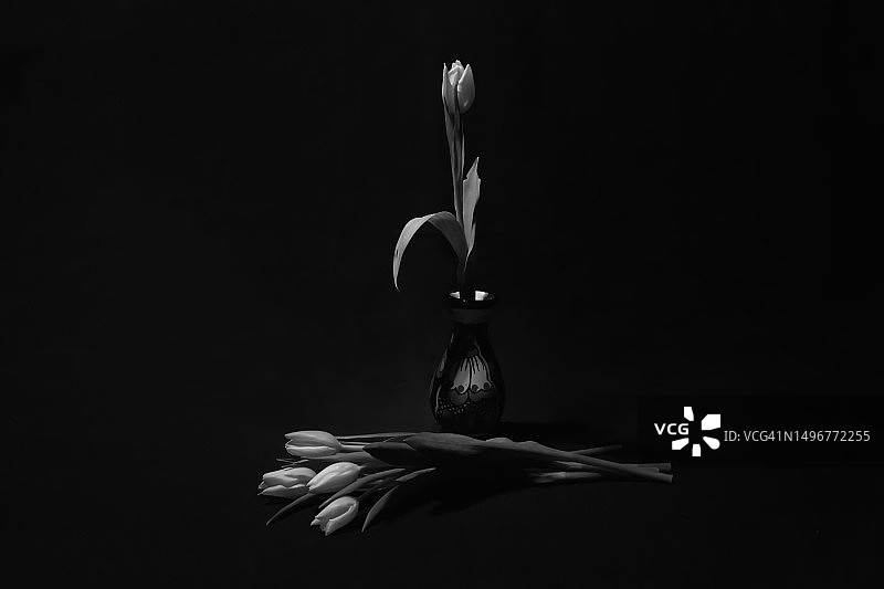 郁金香静物图片素材