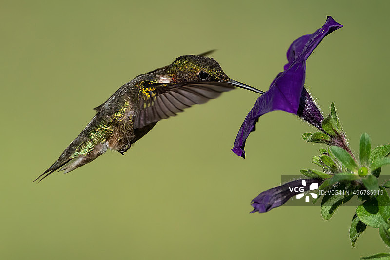 Ruby-throated蜂鸟图片素材