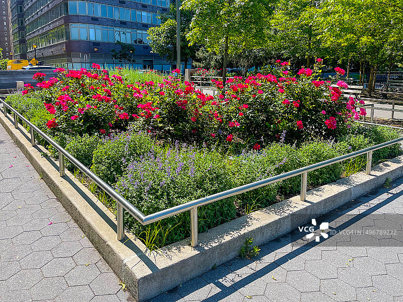 纽约市公园里的红玫瑰图片素材