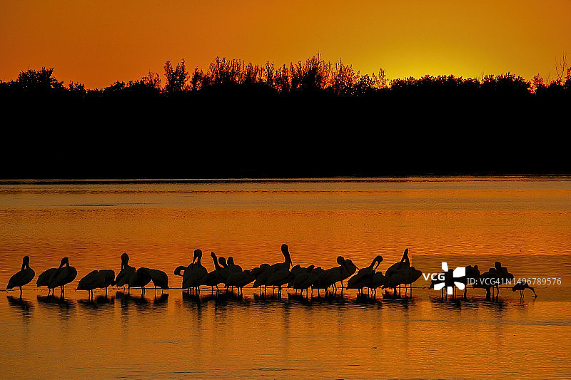 萨尼贝尔岛上成排的鸟图片素材