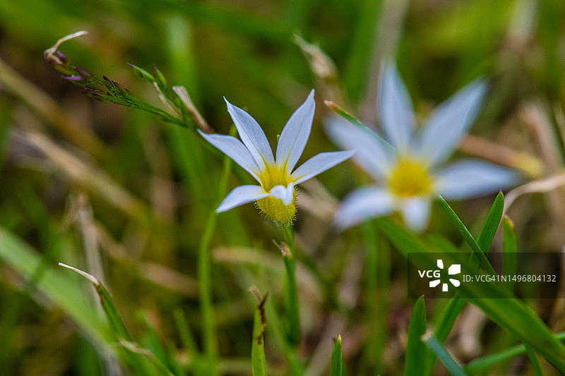 白色的蓝眼草特写图片素材