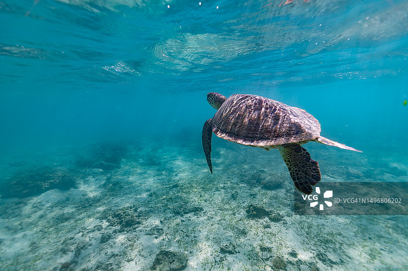 在浅水中游泳的海龟图片素材