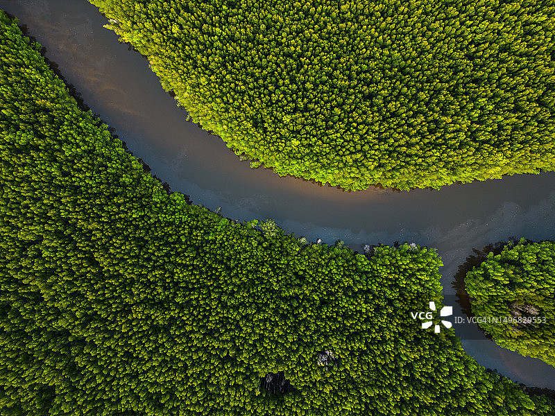 红树林和河流的航拍视角图片素材