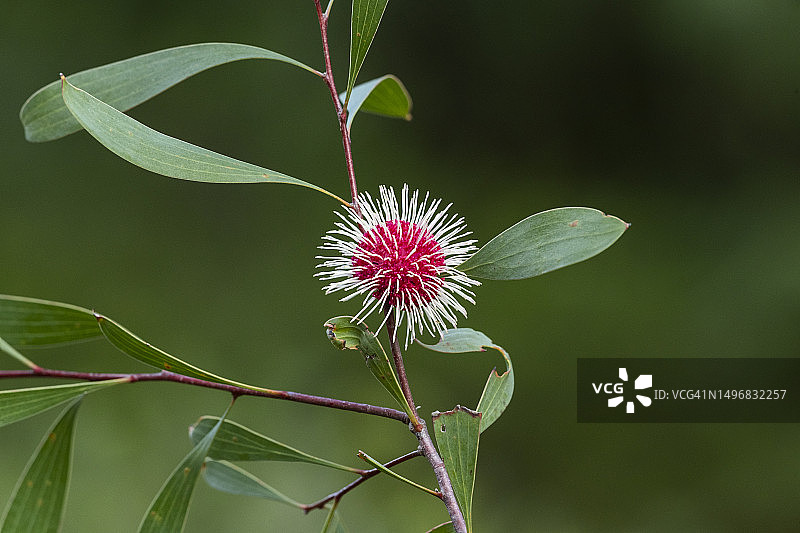 山龙眼图片素材