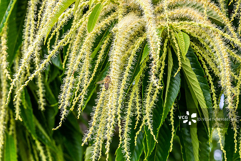 栗子花上采集花蜜的蜜蜂（特写）图片素材