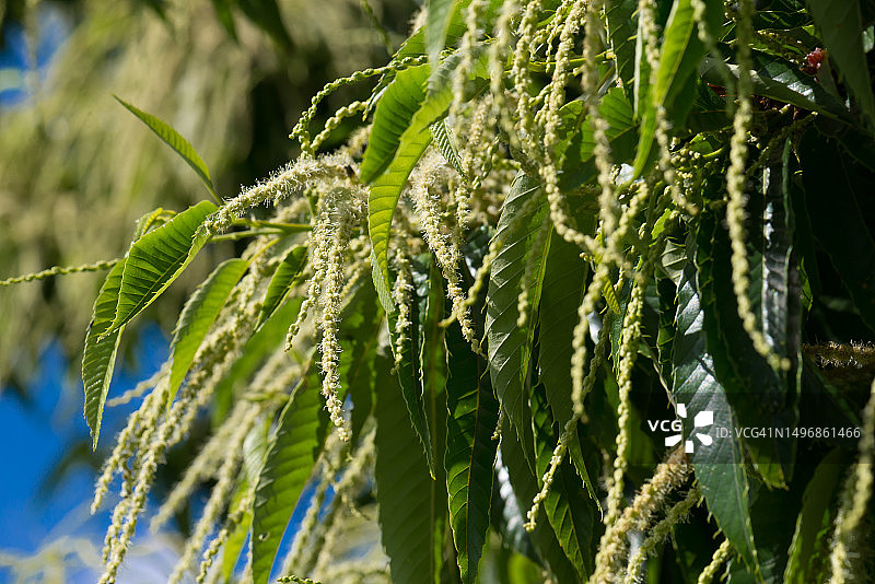 日本栗树花朵（特写）图片素材