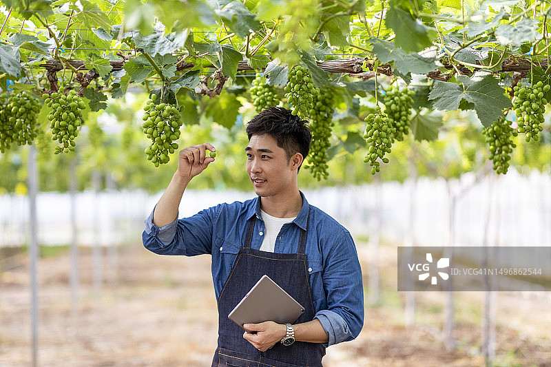 在温室里观察作物生长的亚洲年轻农民图片素材