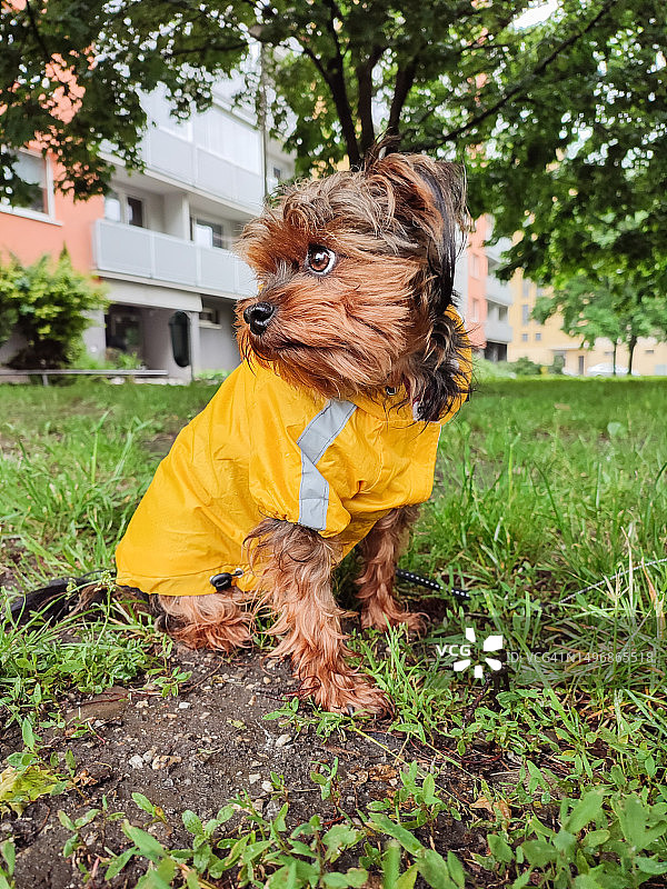 穿着雨衣的狗图片素材