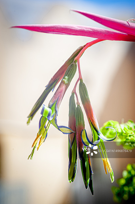 垂花水塔花图片素材