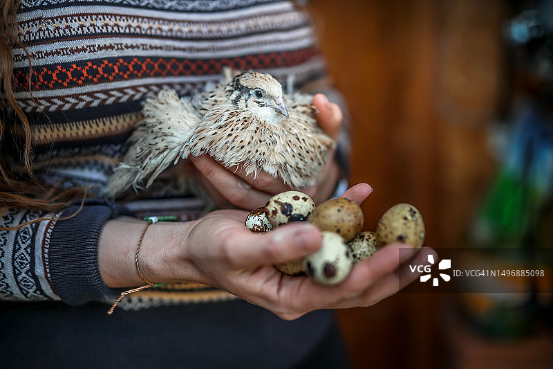 从农场到餐桌：农民手中的鹌鹑和新鲜鹌鹑蛋特写图片素材
