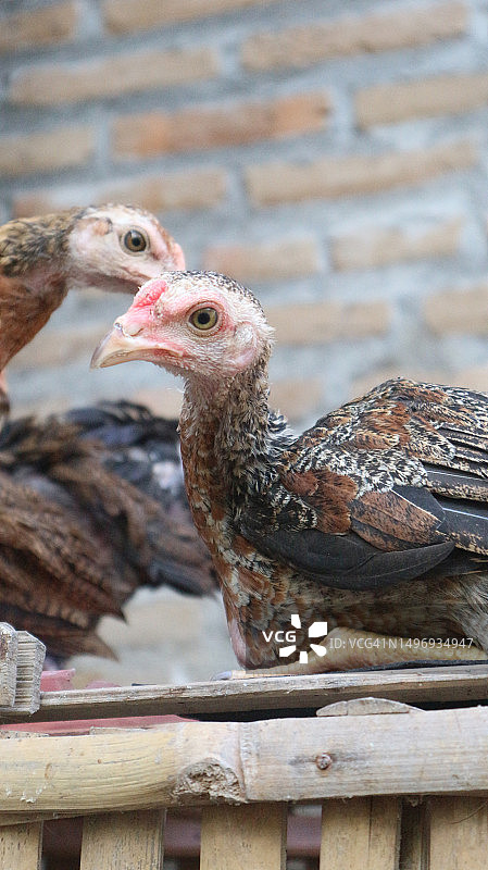 一个月大的爪哇鸡的雏鸡行为图片素材