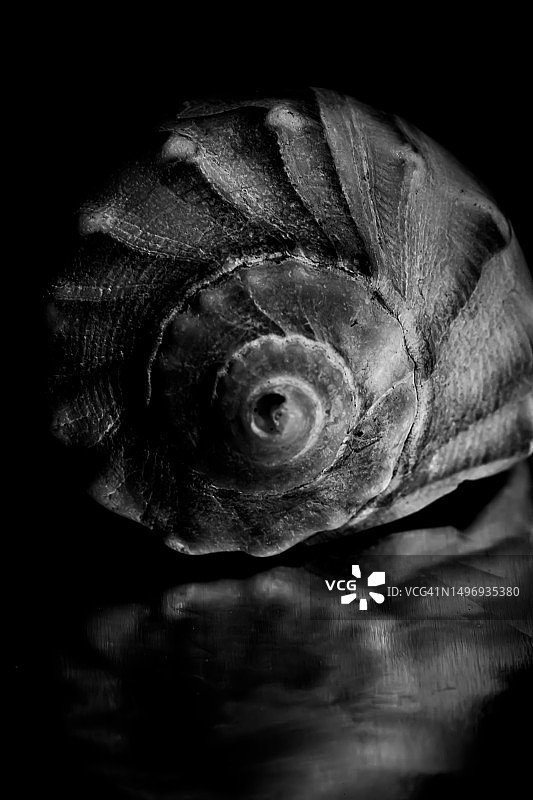 垂直沟纹峨螺壳图片素材