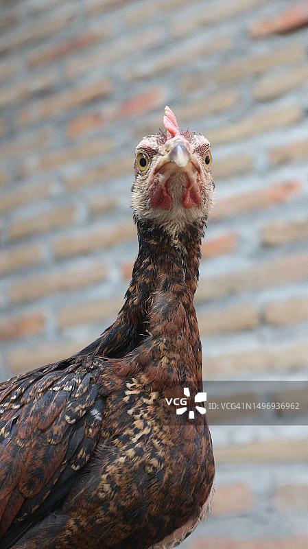 一个月大的爪哇鸡的雏鸡行为图片素材