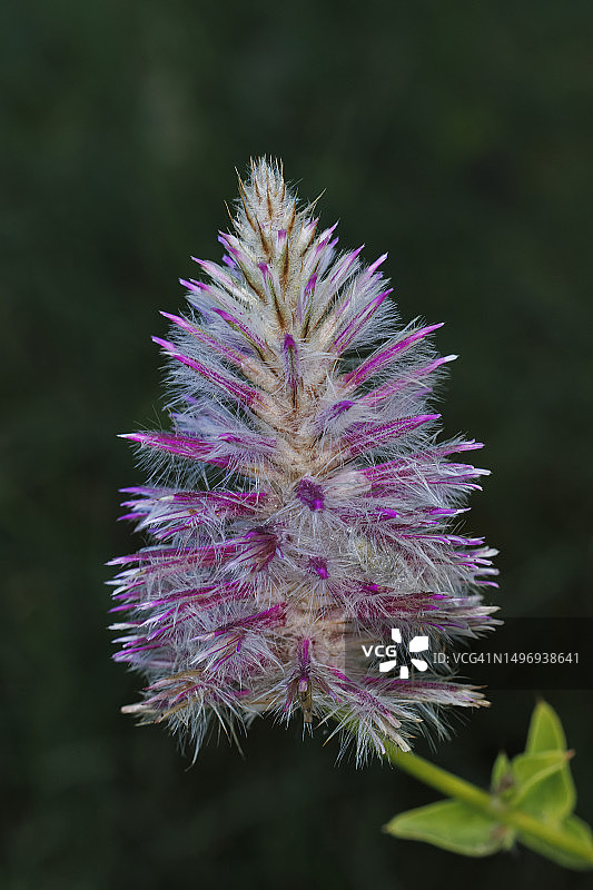 紫穗苋图片素材