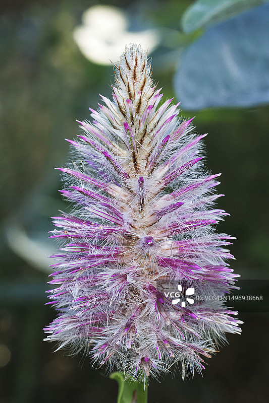 紫穗苋图片素材