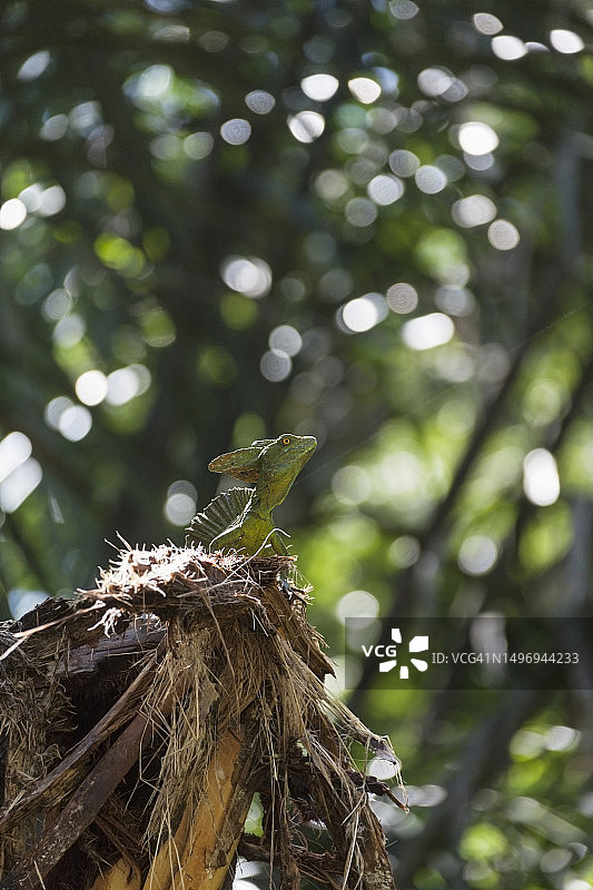 哥斯达黎加国家公园的饰羽蜥蜴图片素材