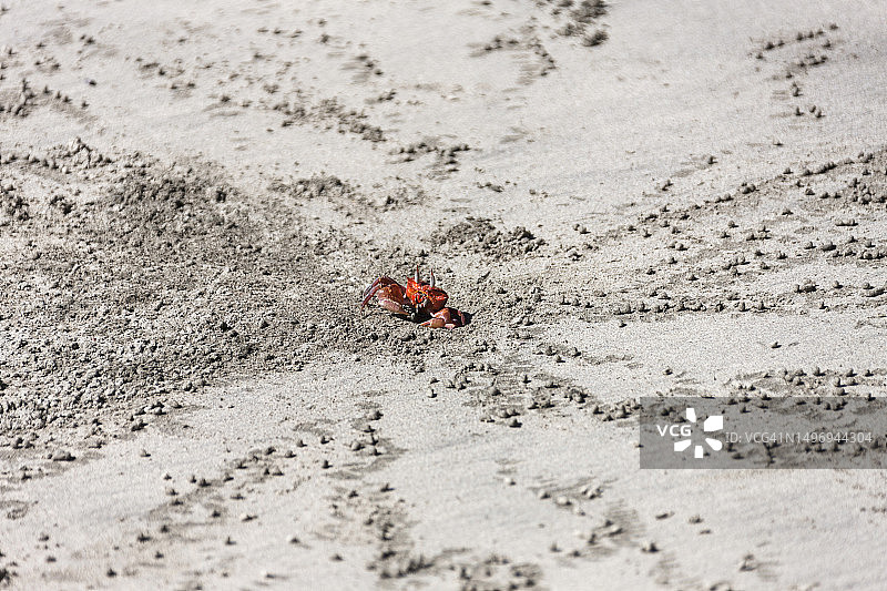哥斯达黎加萨马拉海滩上的幽灵蟹图片素材