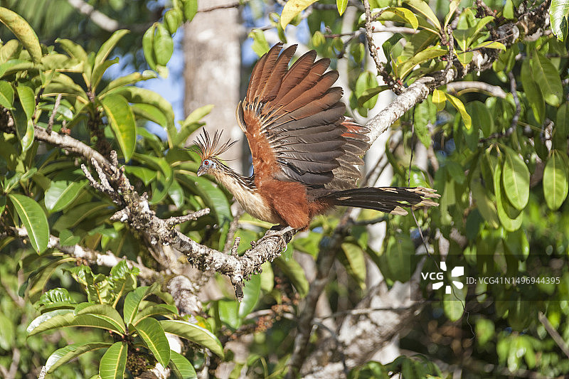 栖息在树枝上的麝雉图片素材