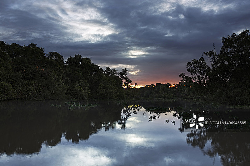 委内瑞拉奥里诺科三角洲奥里诺科河岸边的热带雨林图片素材