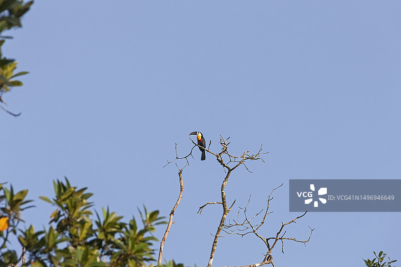 巨嘴鸟栖息在树枝上，委内瑞拉奥里诺科三角洲图片素材
