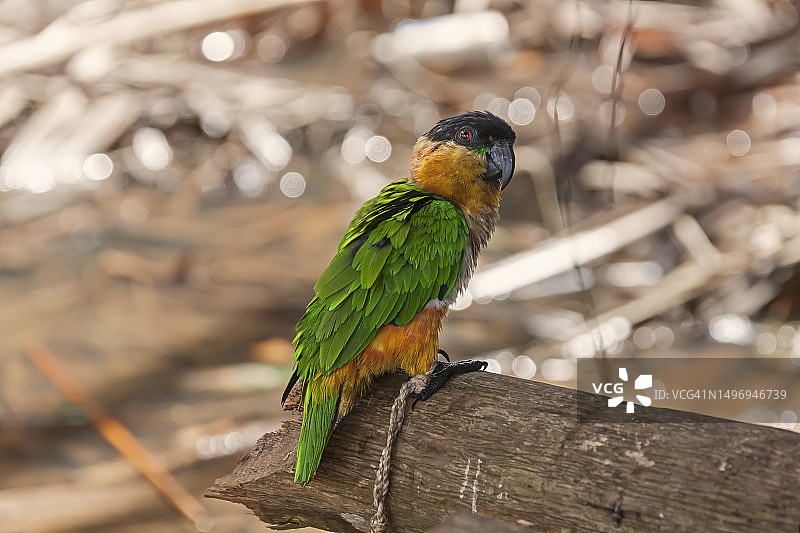 栖息在树干上的黑头鹦鹉(学名:Pionites melanocephalus),委内瑞拉奥里诺科三角洲图片素材