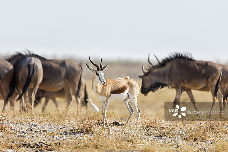 纳米比亚埃托沙国家公园的非洲小羚羊和角马图片素材