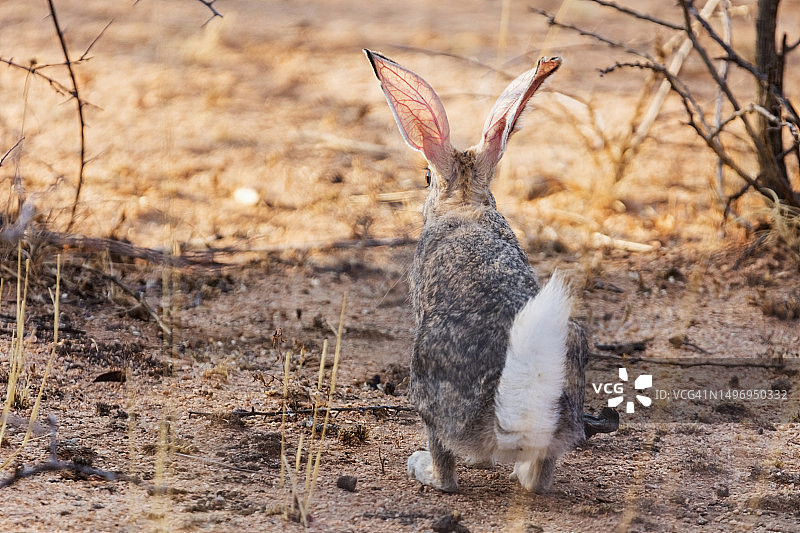 纳米比亚奥康吉马自然保护区的南非野兔图片素材
