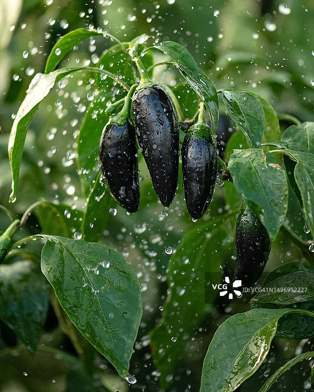 雨滴下的墨西哥胡椒植物图片素材