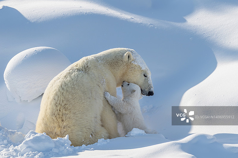 两只北极熊在加拿大马尼托巴瓦普斯克国家公园嬉戏打闹图片素材