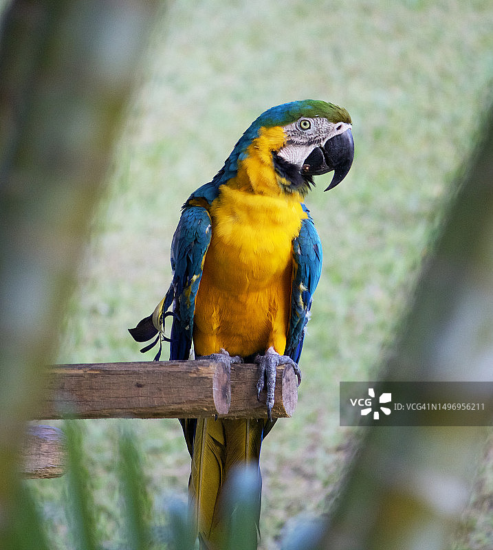 栖息在木头上的金刚鹦鹉特写，巴西图片素材