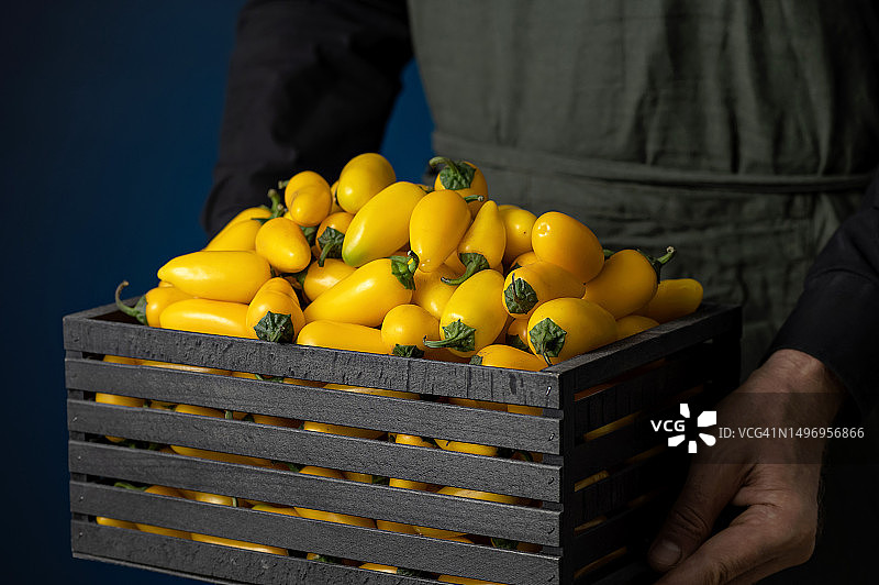 农民手中的木盒装黄色墨西哥辣椒，新鲜辣椒丰收图片素材