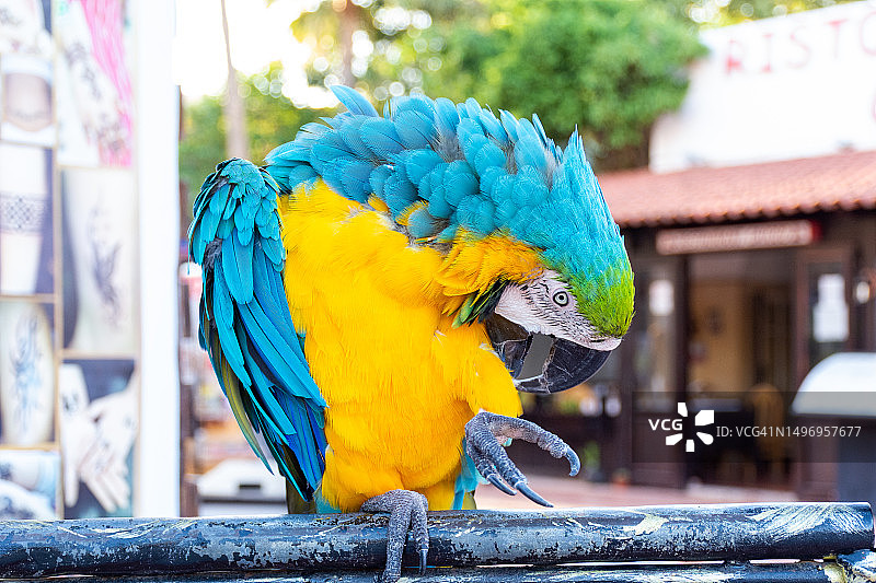 栖息在树枝上的金蓝色金刚鹦鹉特写，突尼斯哈马马特图片素材