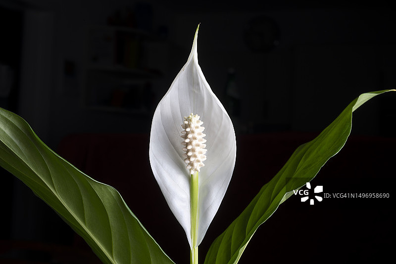 白色睡莲特写，德国埃森图片素材