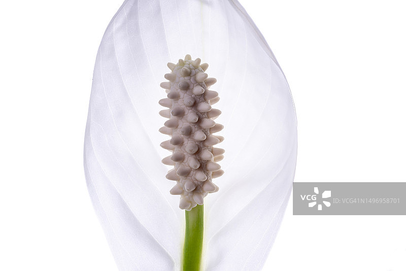 白色背景下的白色花朵特写，德国埃森图片素材