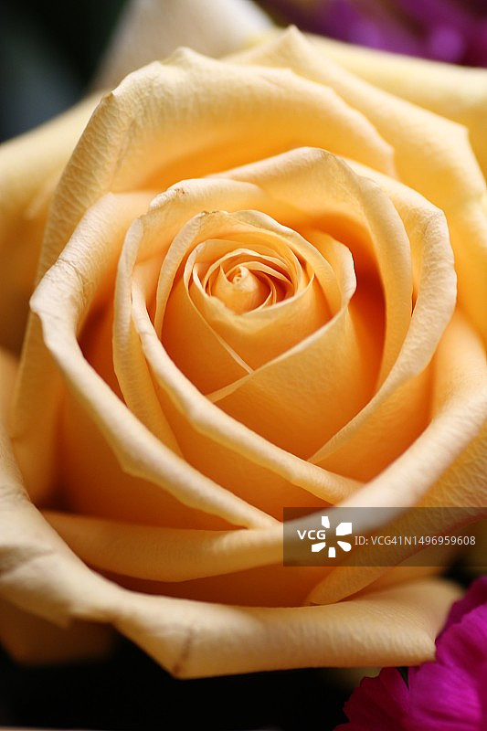 玫瑰花特写，佛罗里达州，美国图片素材