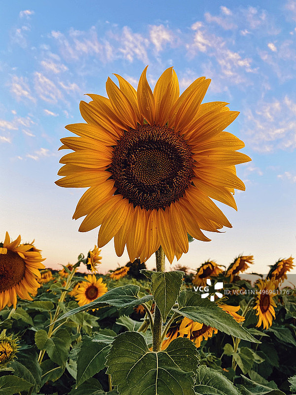 田野上以天空为背景的向日葵特写图片素材