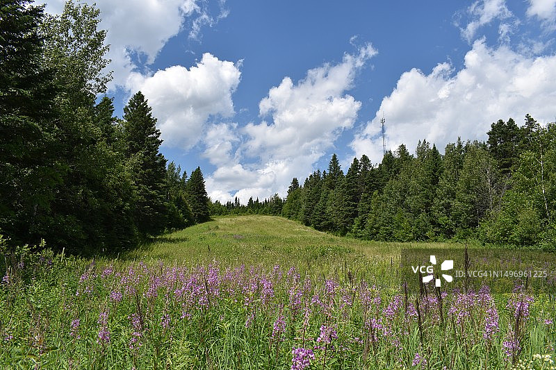 加拿大田野上鲜花盛开的风景图片素材