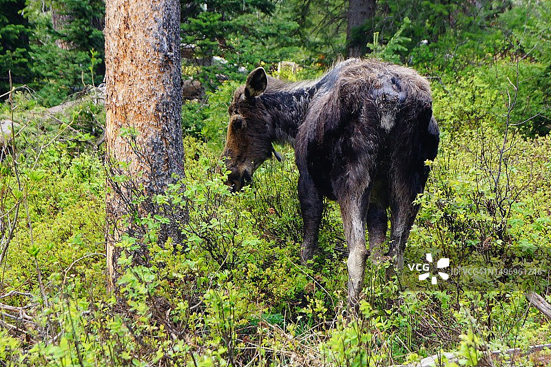 美国怀俄明州蛇森林中的雌性驼鹿图片素材