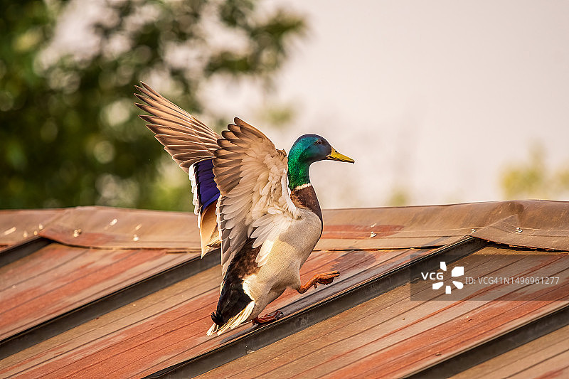 加拿大安大略省屋顶上栖息的绿头鸭特写图片素材