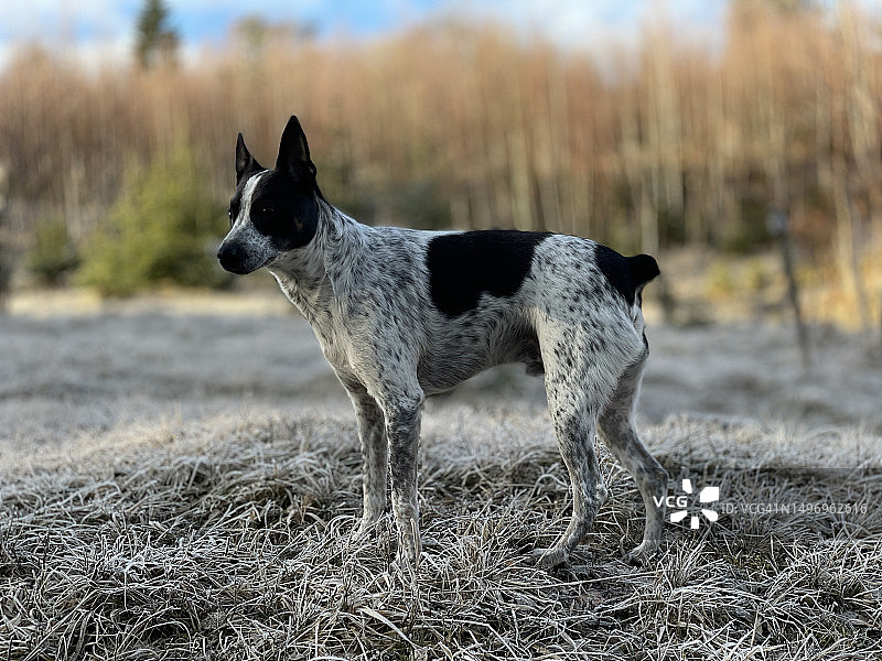 站在塞尔维亚中部田野中的混血人群侧视图图片素材