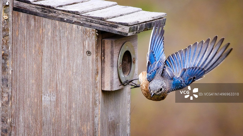 蓝树燕栖息在巢穴上特写图片素材