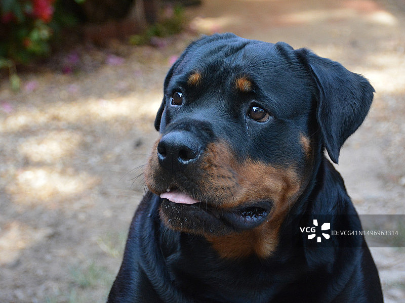 罗威纳犬的特写肖像，南非开普敦图片素材