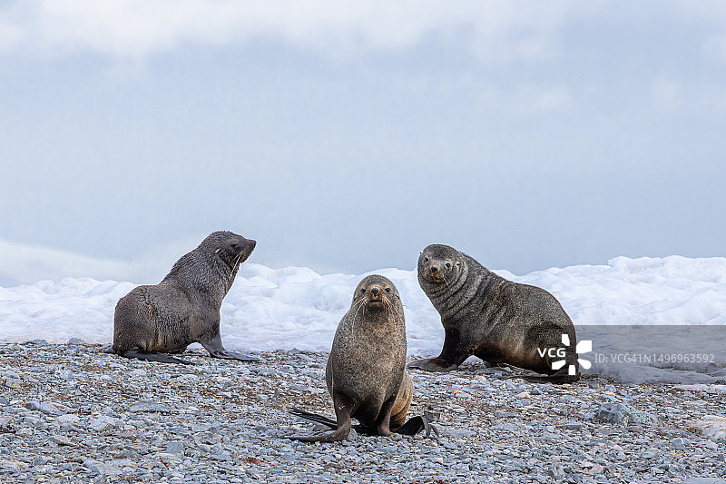 海边岩石上，天空背景下的海豹群特写图片素材