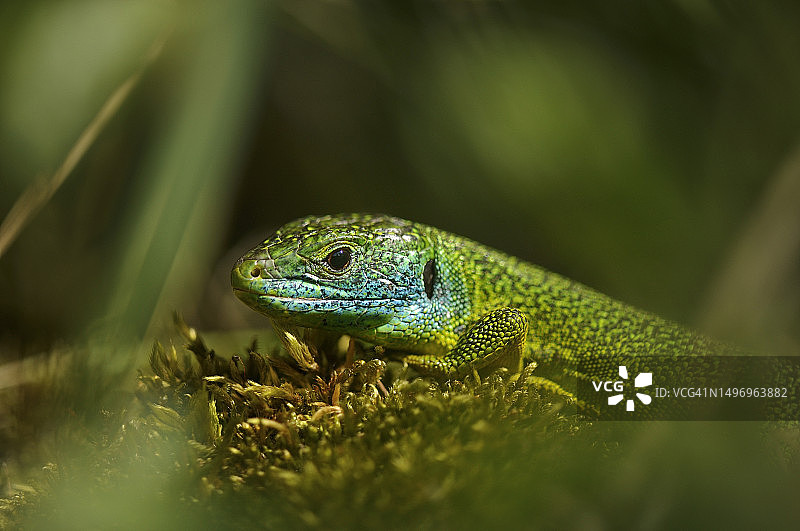 树叶上的蜥蜴特写图片素材